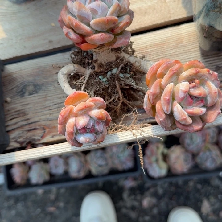 孙***凤石榴紫老桩群精品包邮