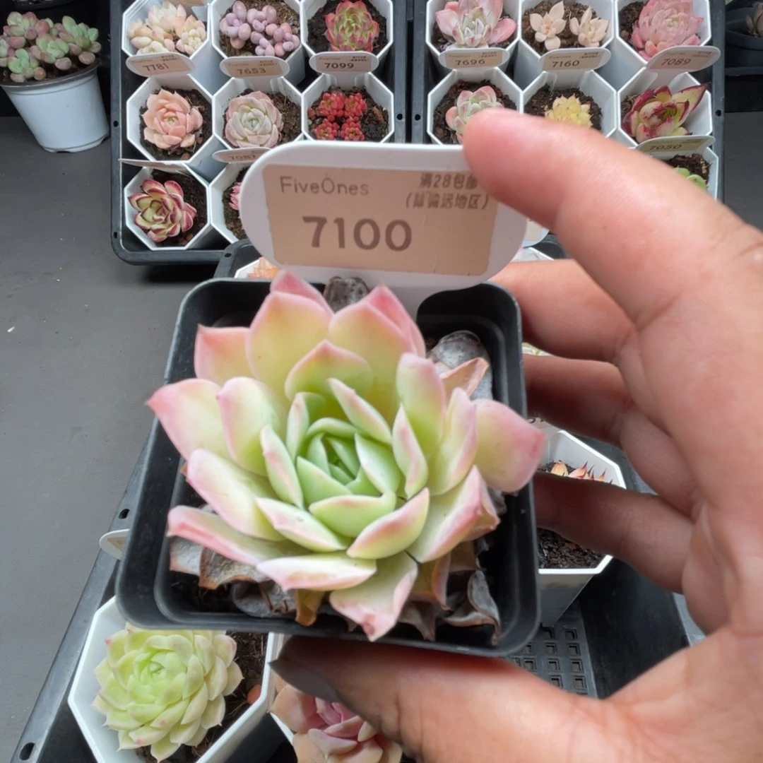 7100蓝丝绒4.5厘米