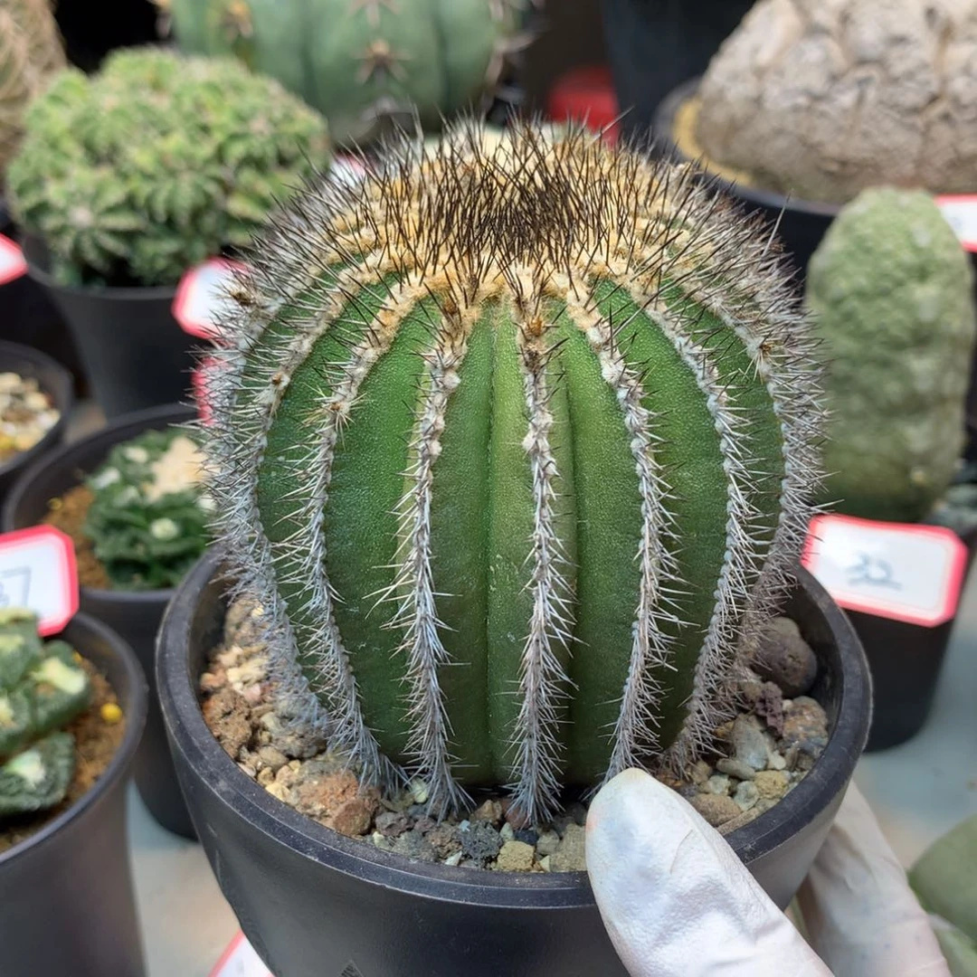 39号  自根 出根志刺优博球8.5公分