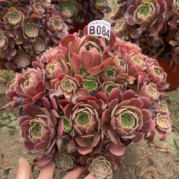 荷兰玫瑰……多肉植物……