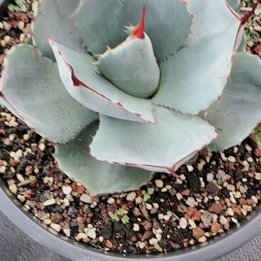 清***杨龙舌兰厚叶福克斯