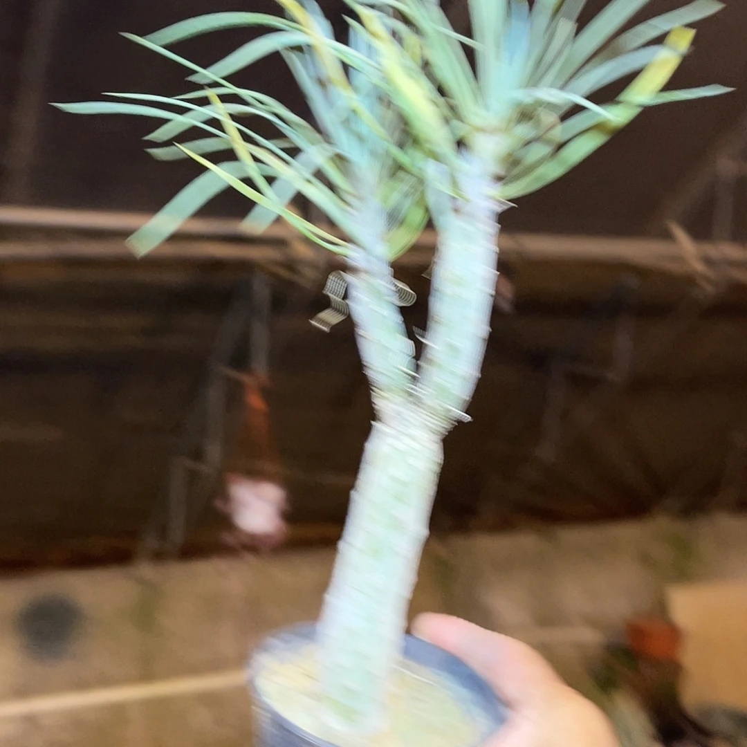 天龙木一物一拍下单包邮