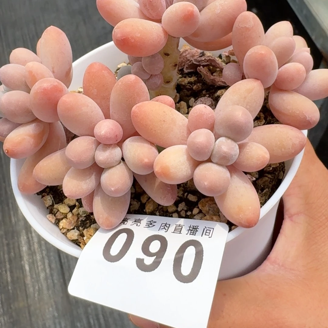 汤圆群生            精美多肉植物
