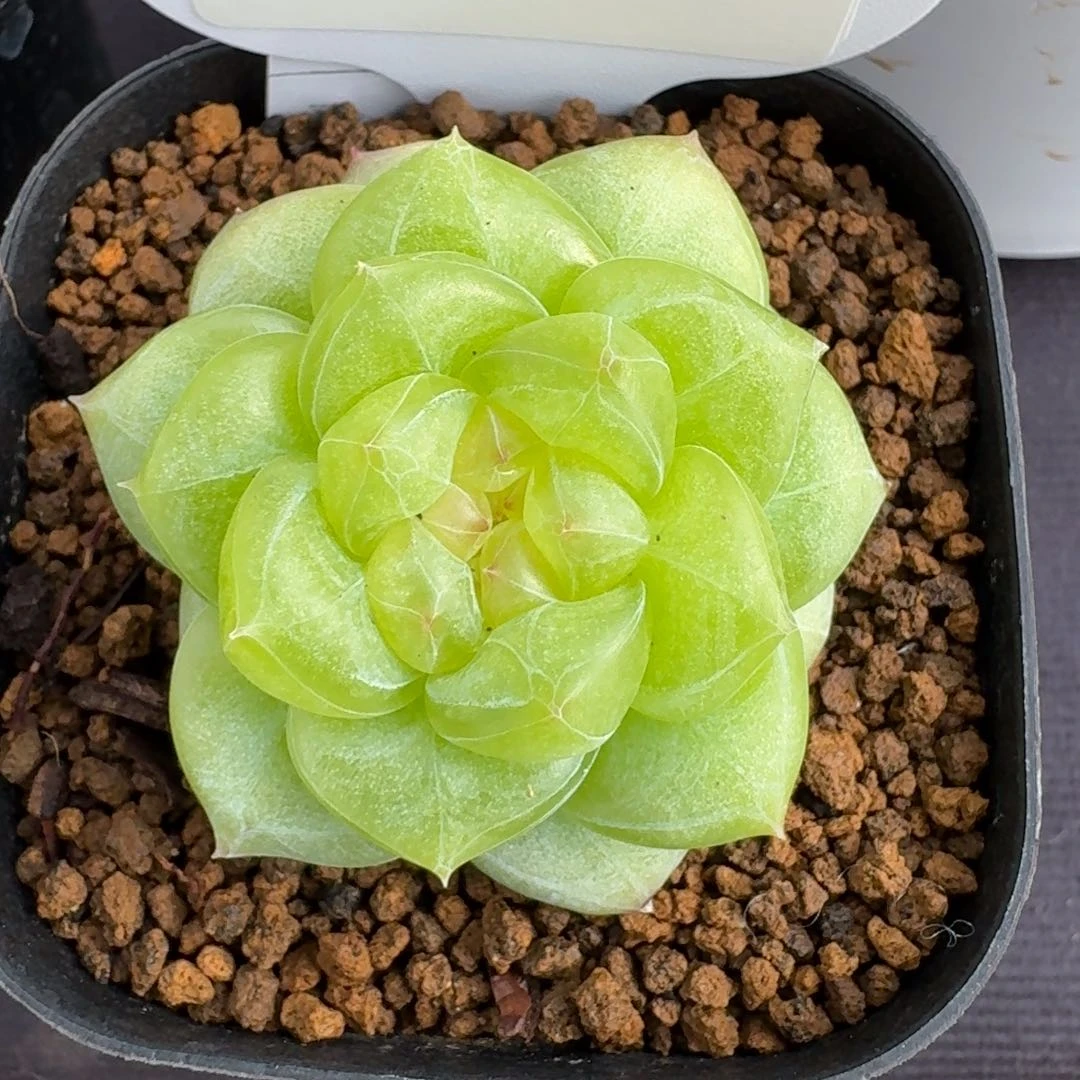 0606-062-晴芸一单头