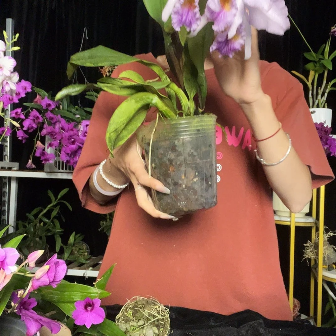 当前无花朵，栽培后可花朵卡特兰蓝色