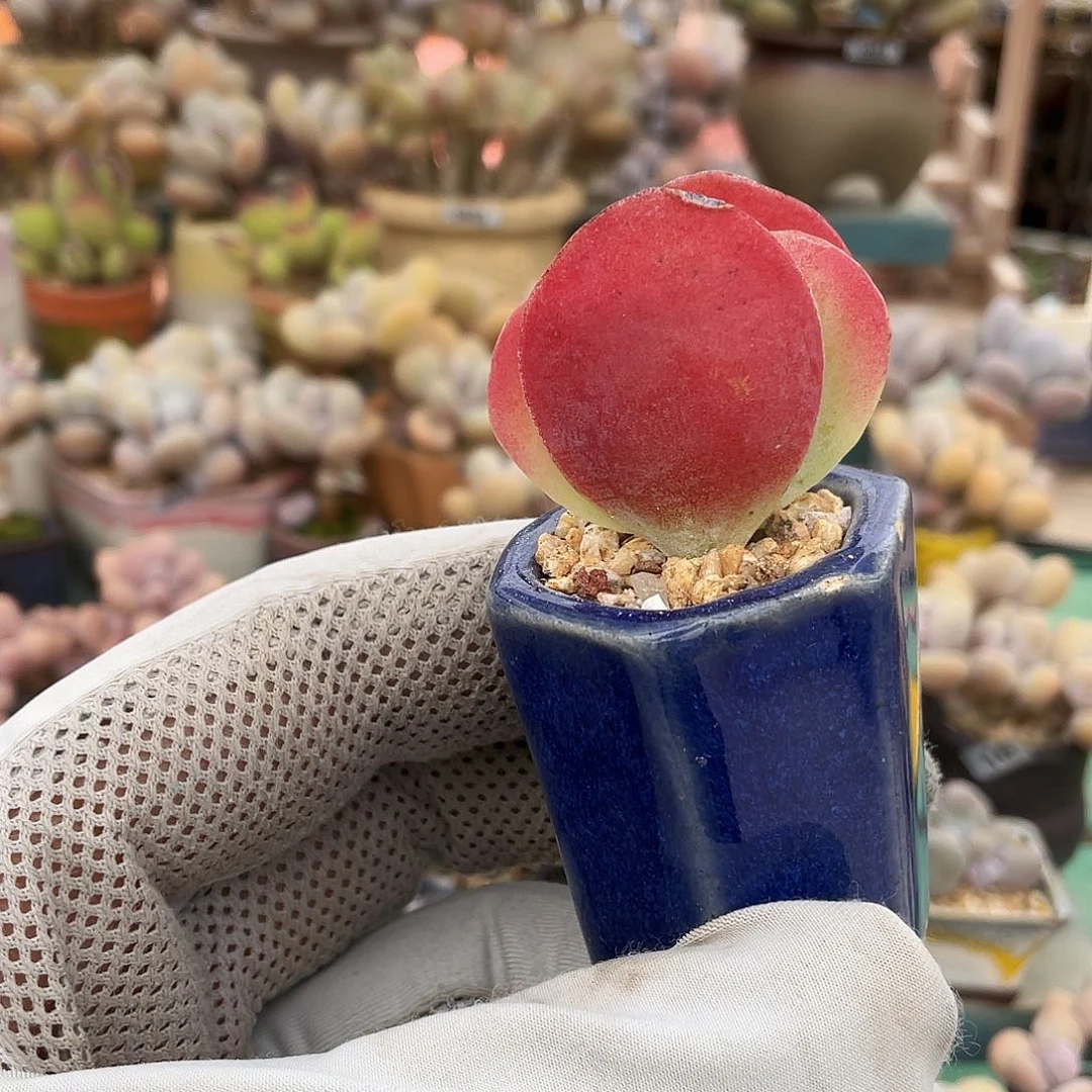 7**1多肉植物的生长发育