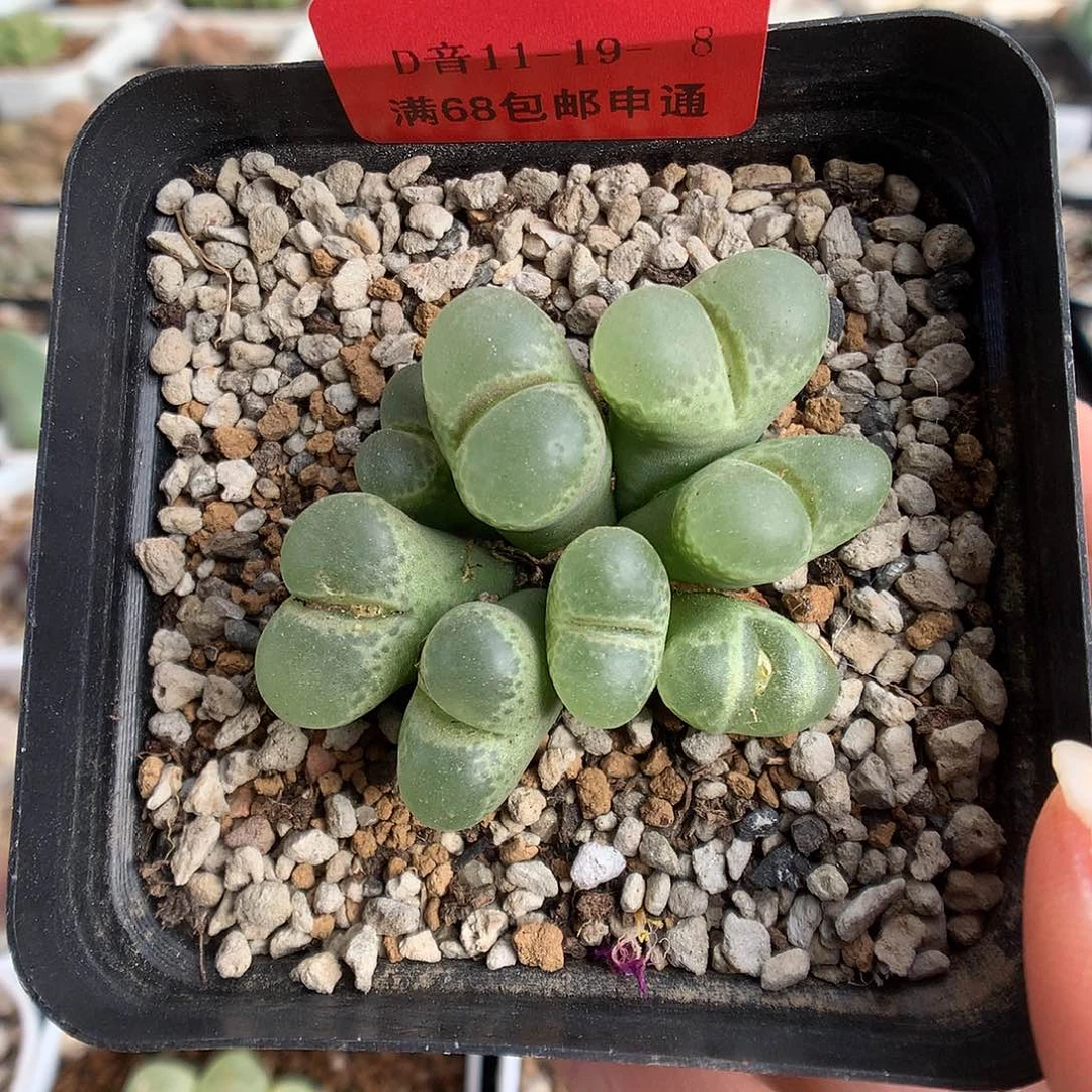 11-19-8 风铃一群