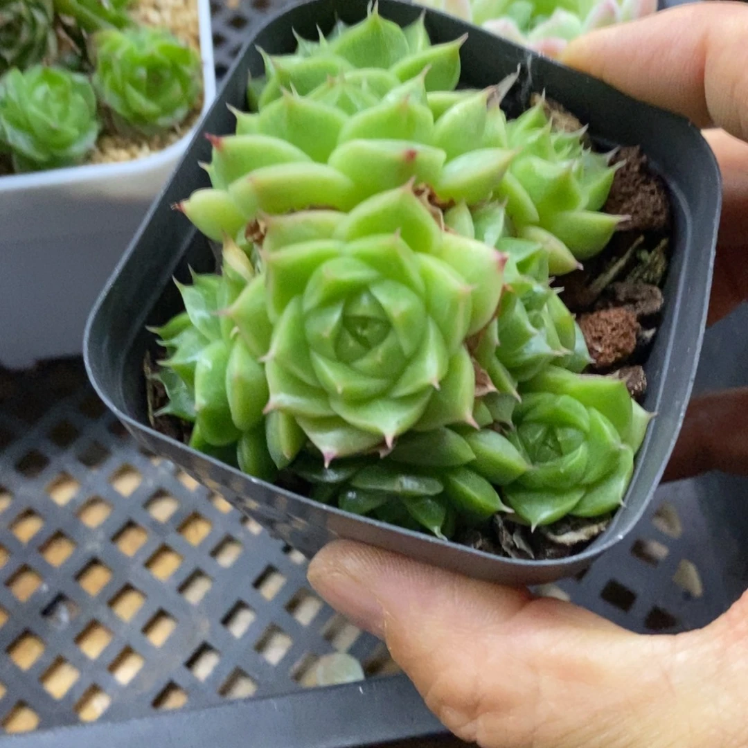 精品多肉一物一拍不包整174