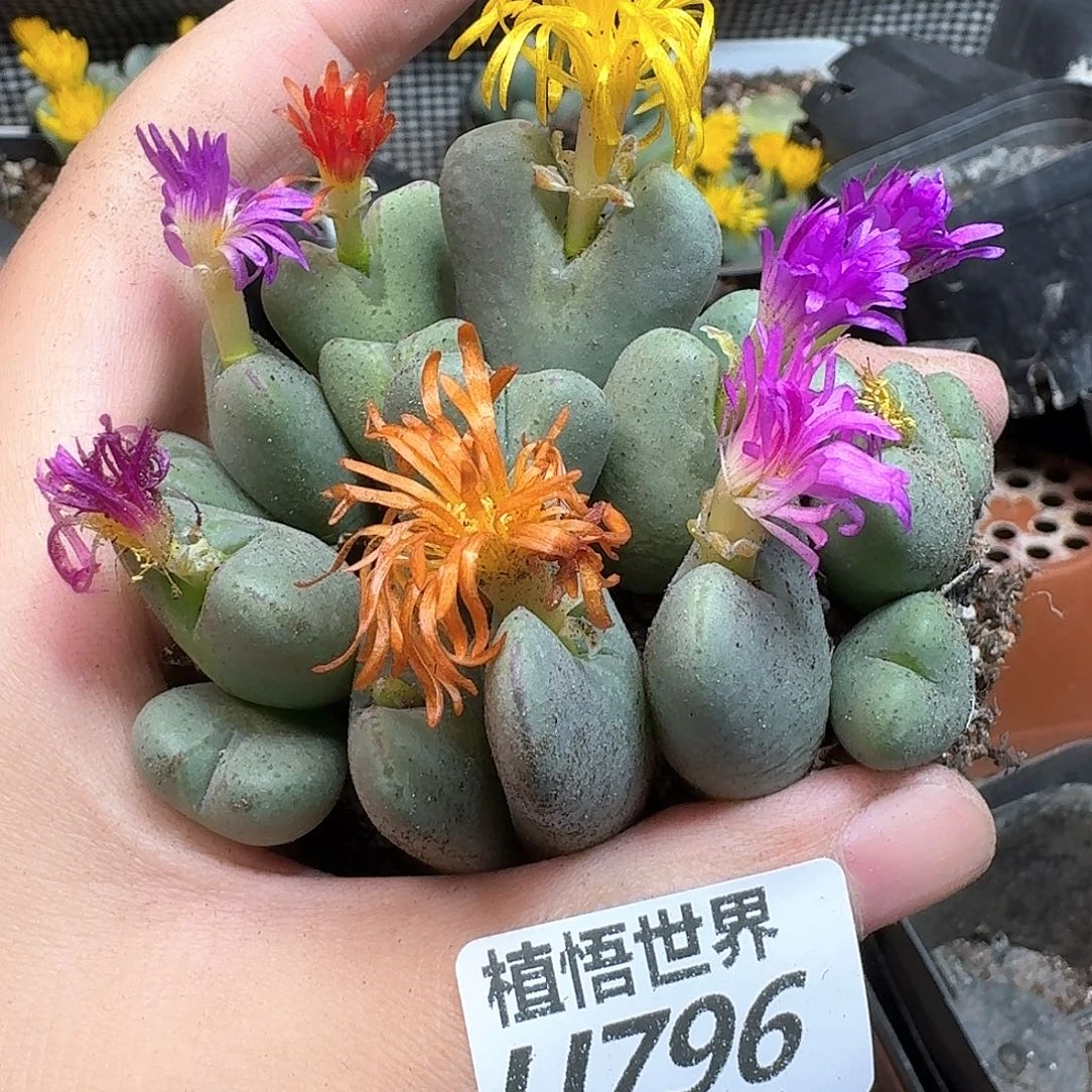 多肉W的润泽的润泽rf