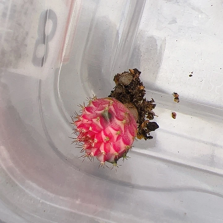 仙***2当前无花栽培后可以开花