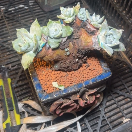 黑*谢谢姐姐～一物一拍3525