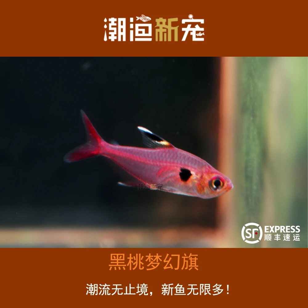 黑桃梦幻旗 扯旗灯鱼热带观赏活体鱼适合草缸饲养群游