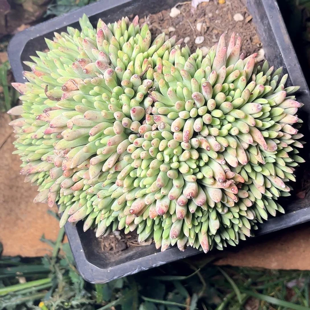 绿菊杂法瑞老桩缀化