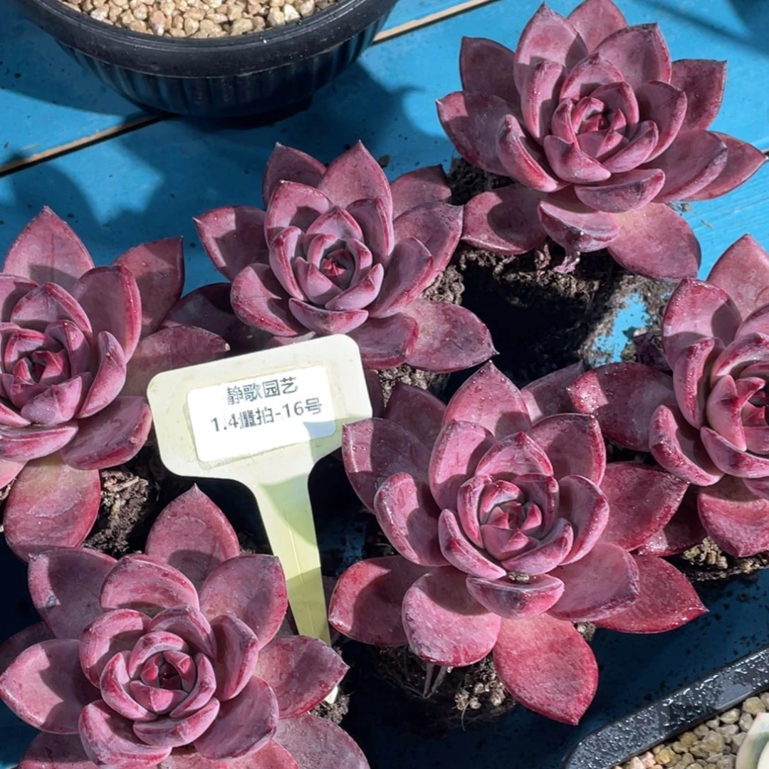 0104-16-红糖卡大单头一颗