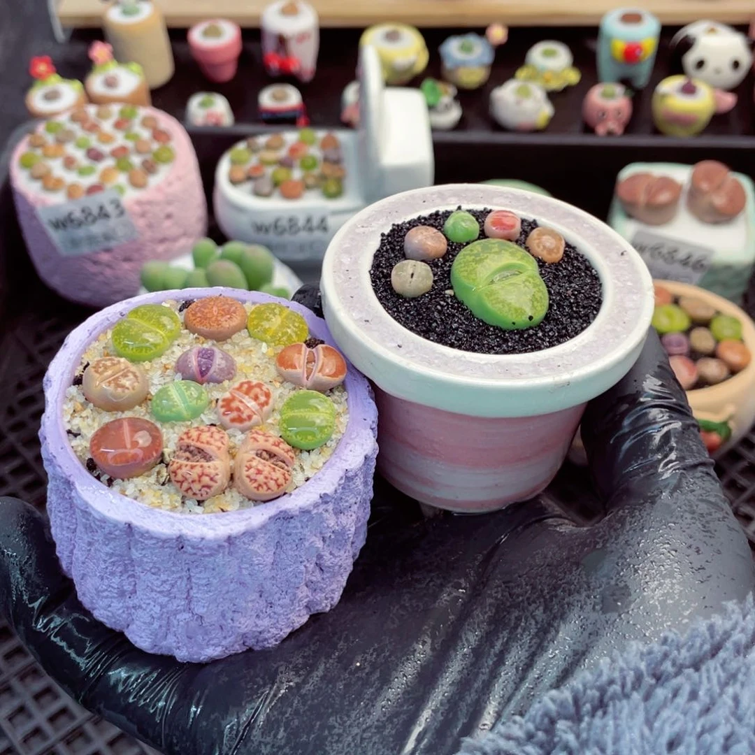 w6850--带盆土发货，零下地区拍保温箱