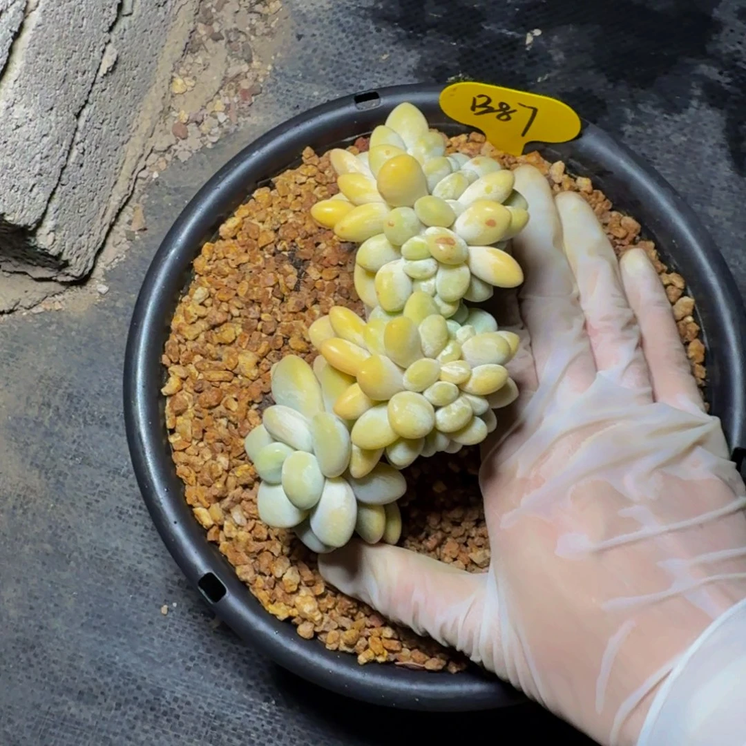 点****b b b b b b b b 87