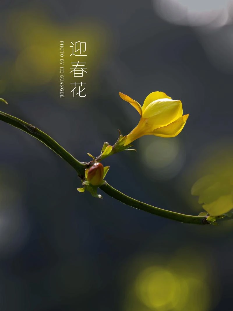 迎春盆景 迎春老桩客厅阳台桩一物一拍