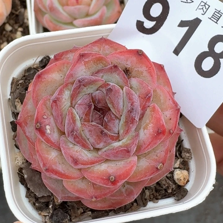 孤品            多肉植物