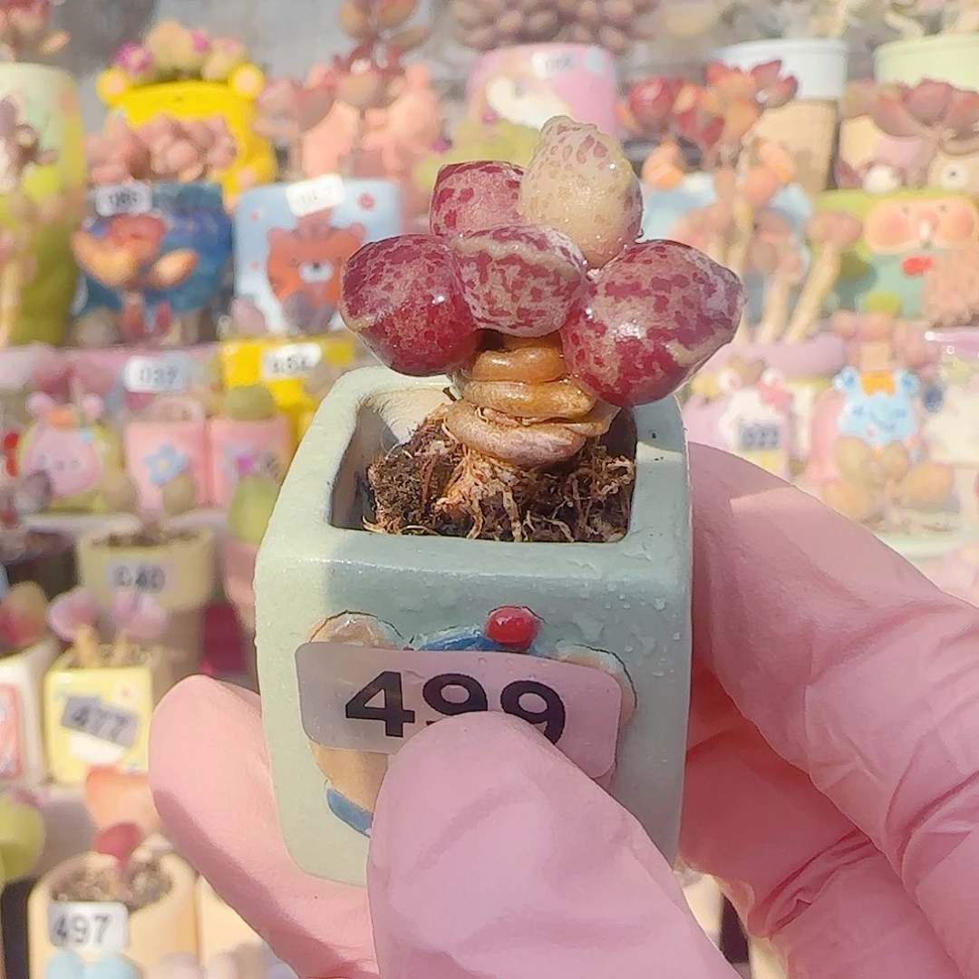 L 粉丸海豹 盆口2.5vm