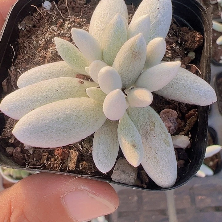 星月精品多肉植物大战