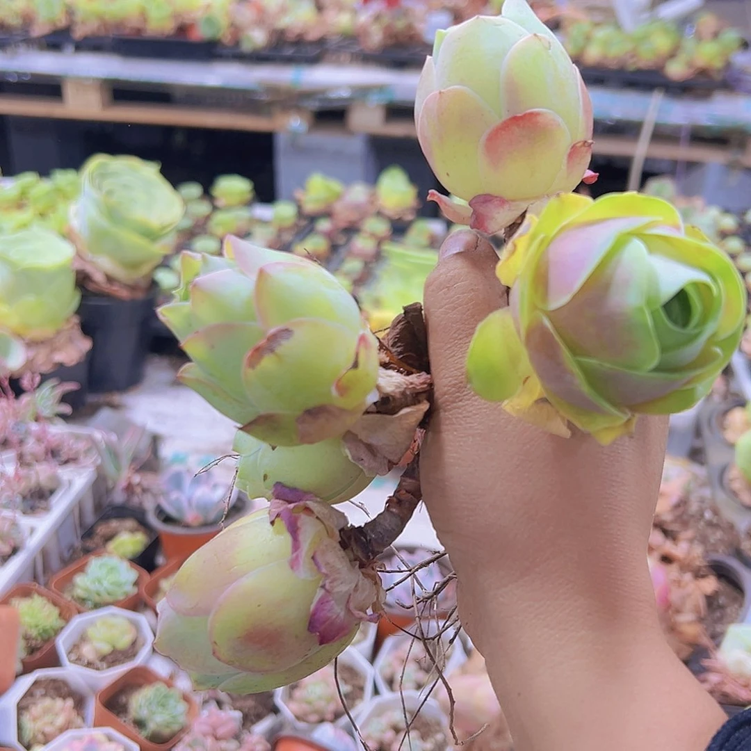 桃帕3个19包邮多肉