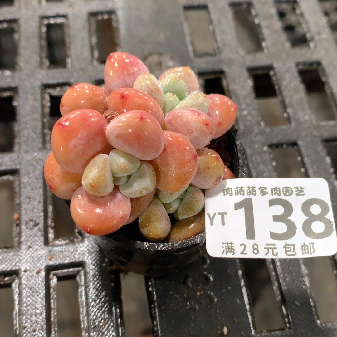 肉萌萌拇指盆精控多肉YT138