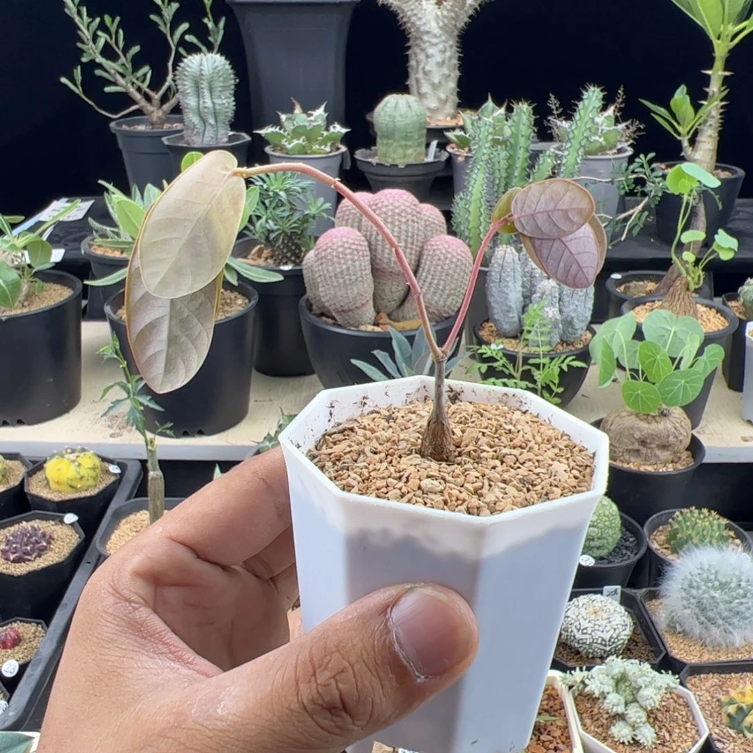 奇异油柑实生一物一拍带盆发