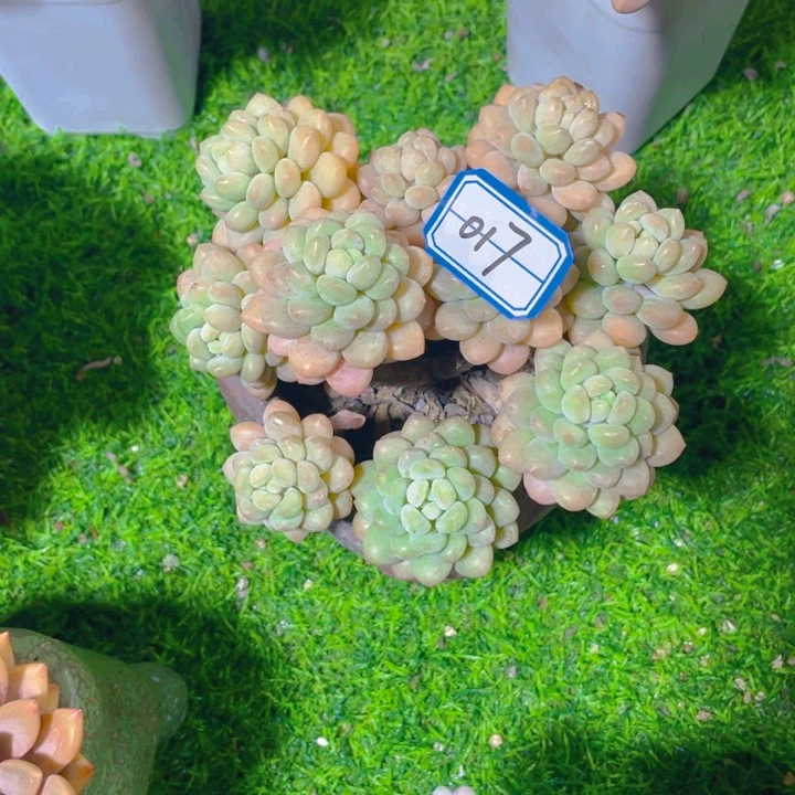 谢谢你的支持000000017