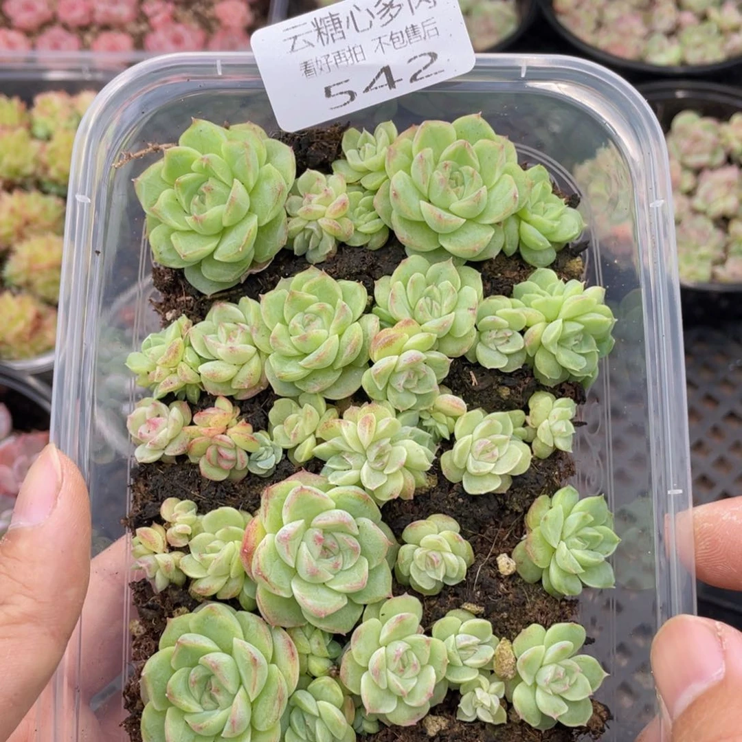 云糖心多肉植物542