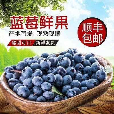 云南新鲜蓝莓，基地直发新鲜发货，顺丰包邮，鲜摘现发