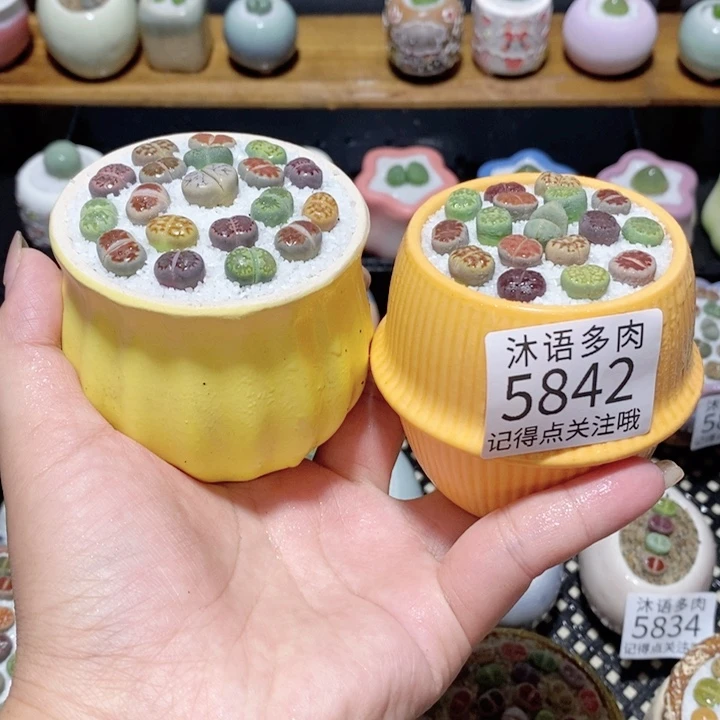 带盆土植物 一物一拍5842