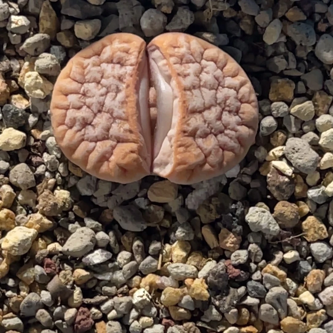 5***饱7538拿铁荒玉1专拍