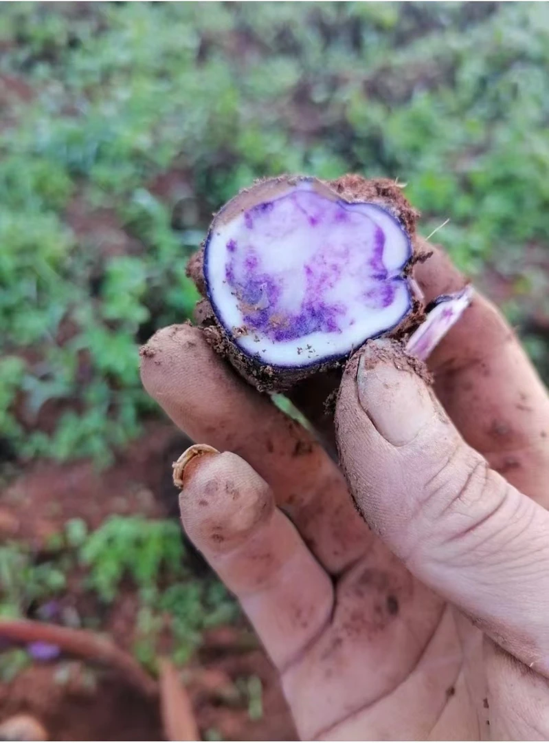 【缘分哥哥专属】贵州【小乌洋芋】紫皮马铃薯紫芯小土豆转心乌应季
