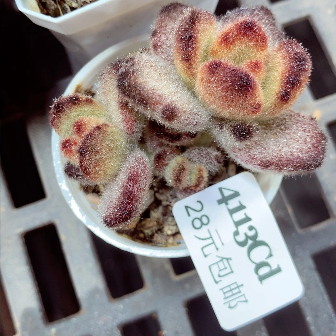 5厘米盆精控多肉4113