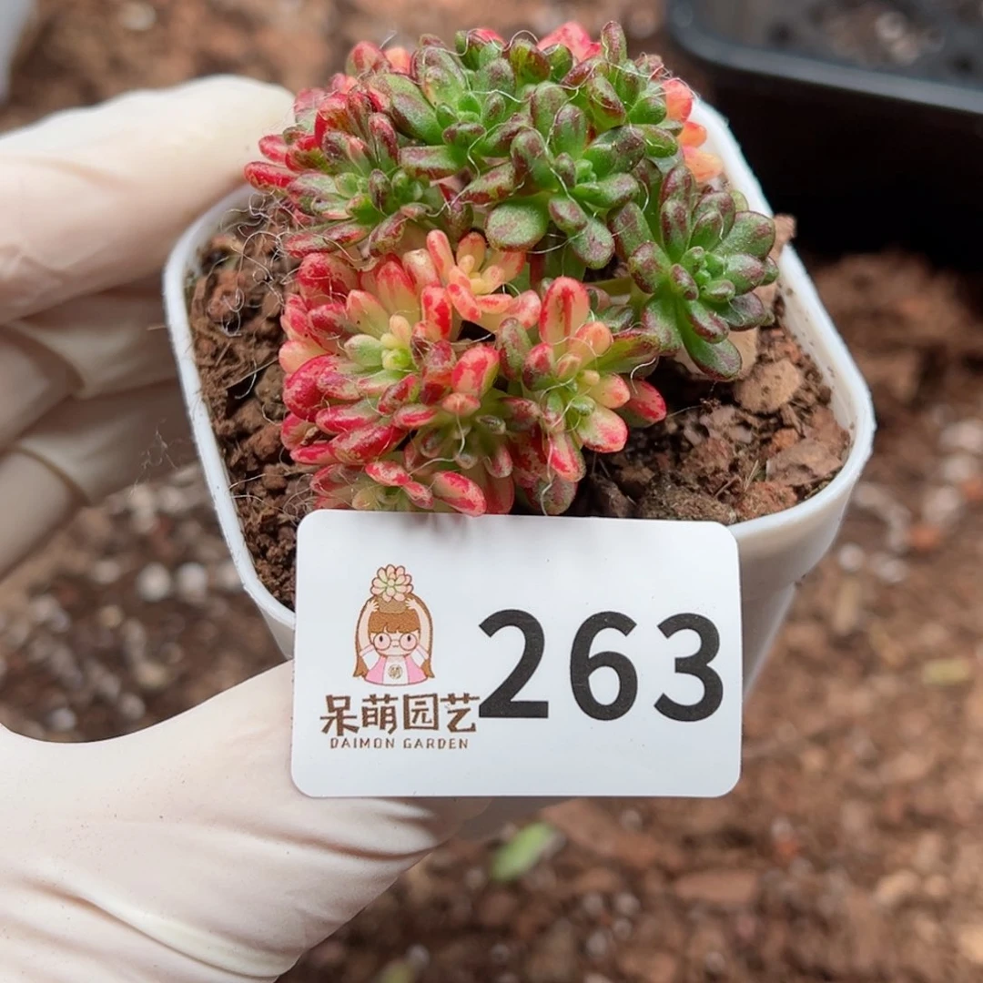 愁***雨多肉植物多肉植物