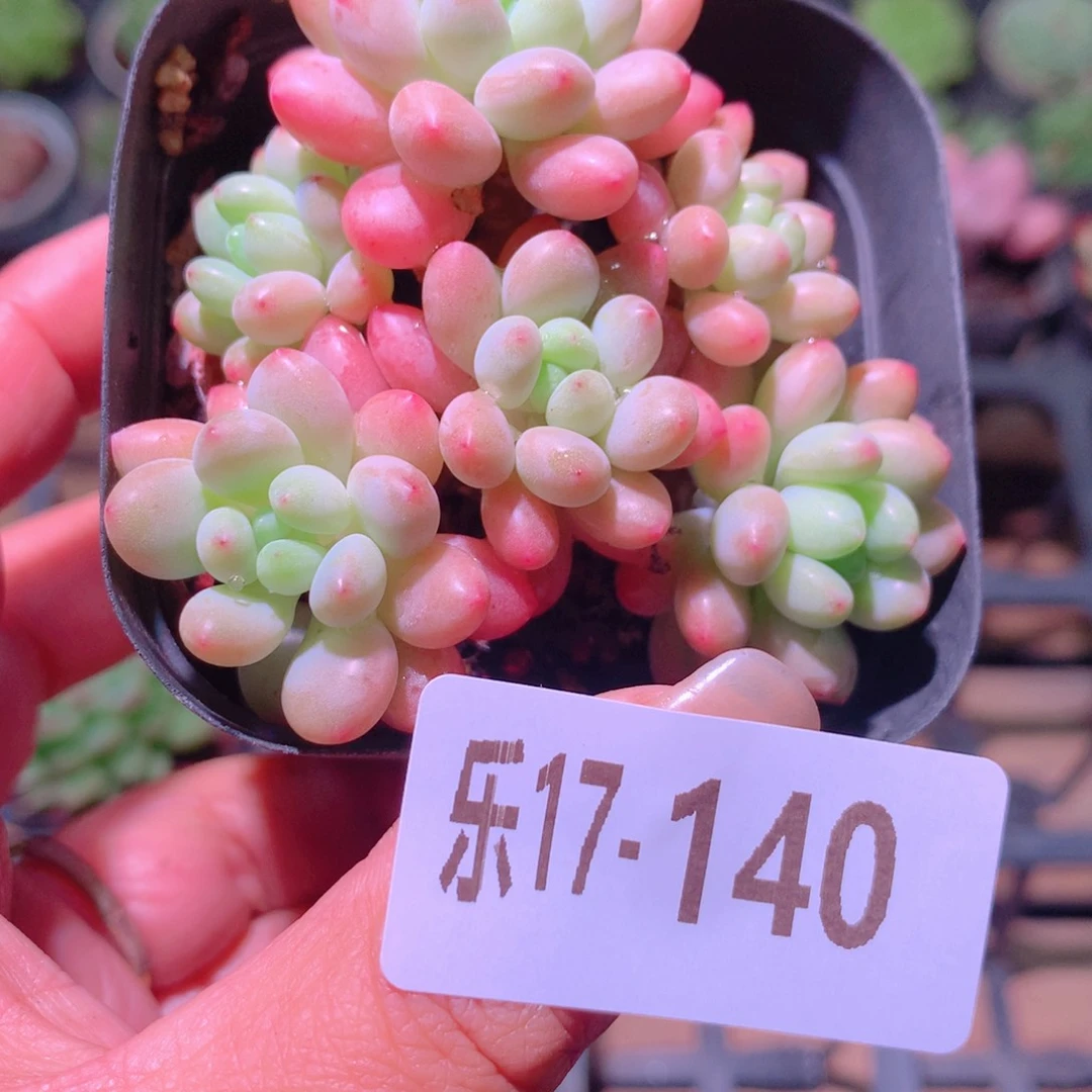 乐然17-140 洛可可群