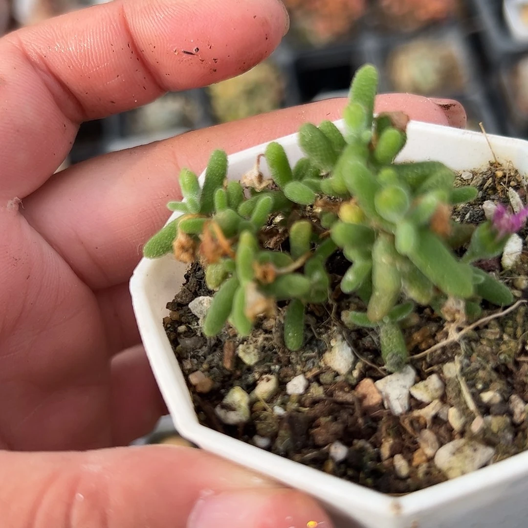 多肉植物多肉植物