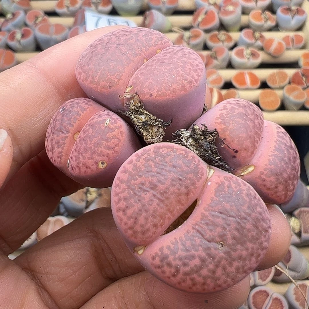 770有伤岛田C393A紫柘榴福利