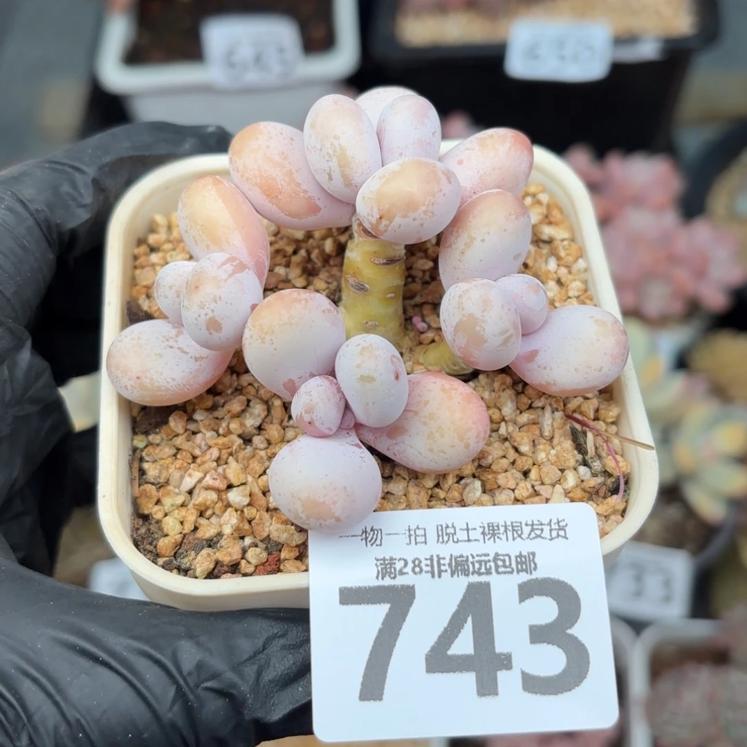 蛋黄奶无盆土发货