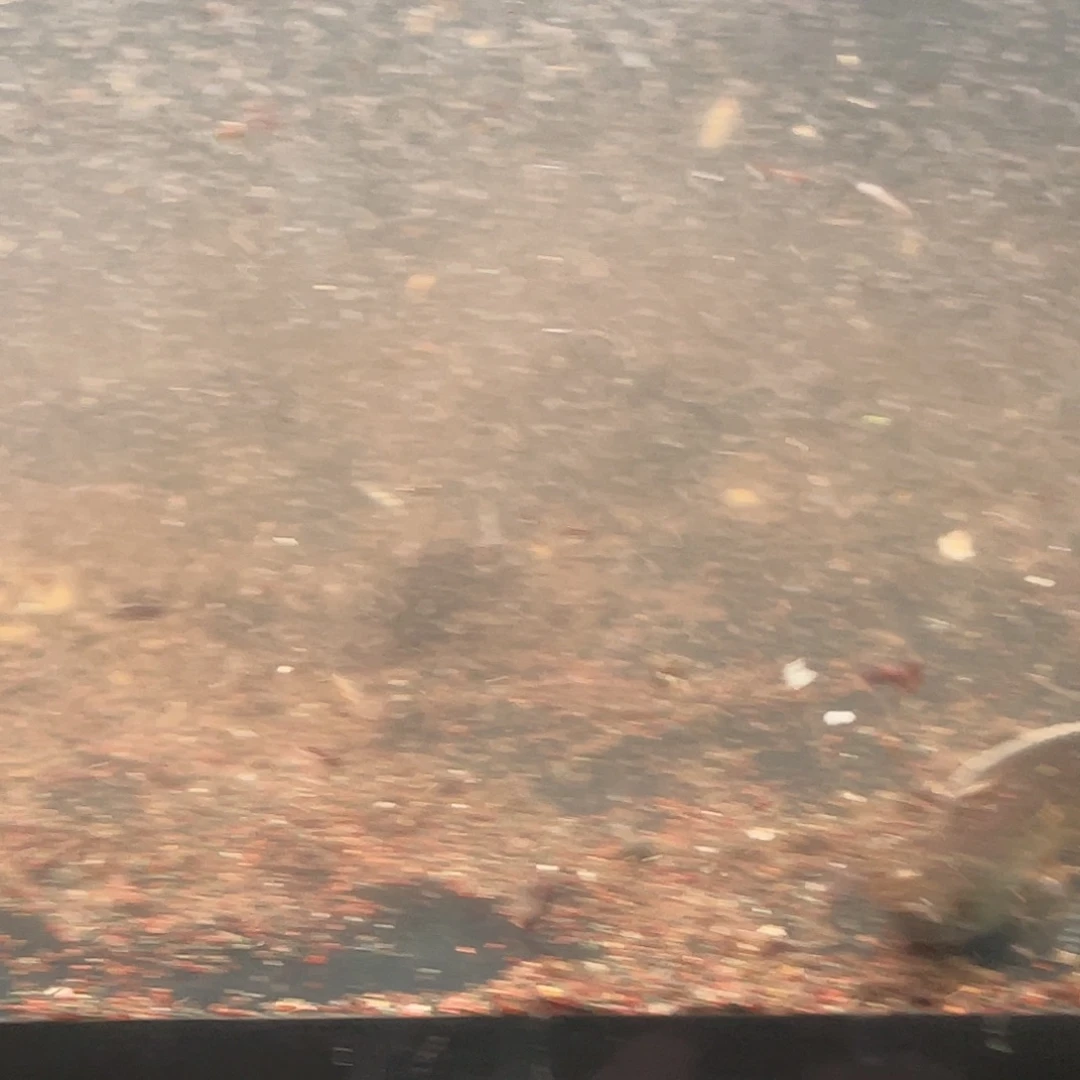 雷龙鱼蛇苗111111111个