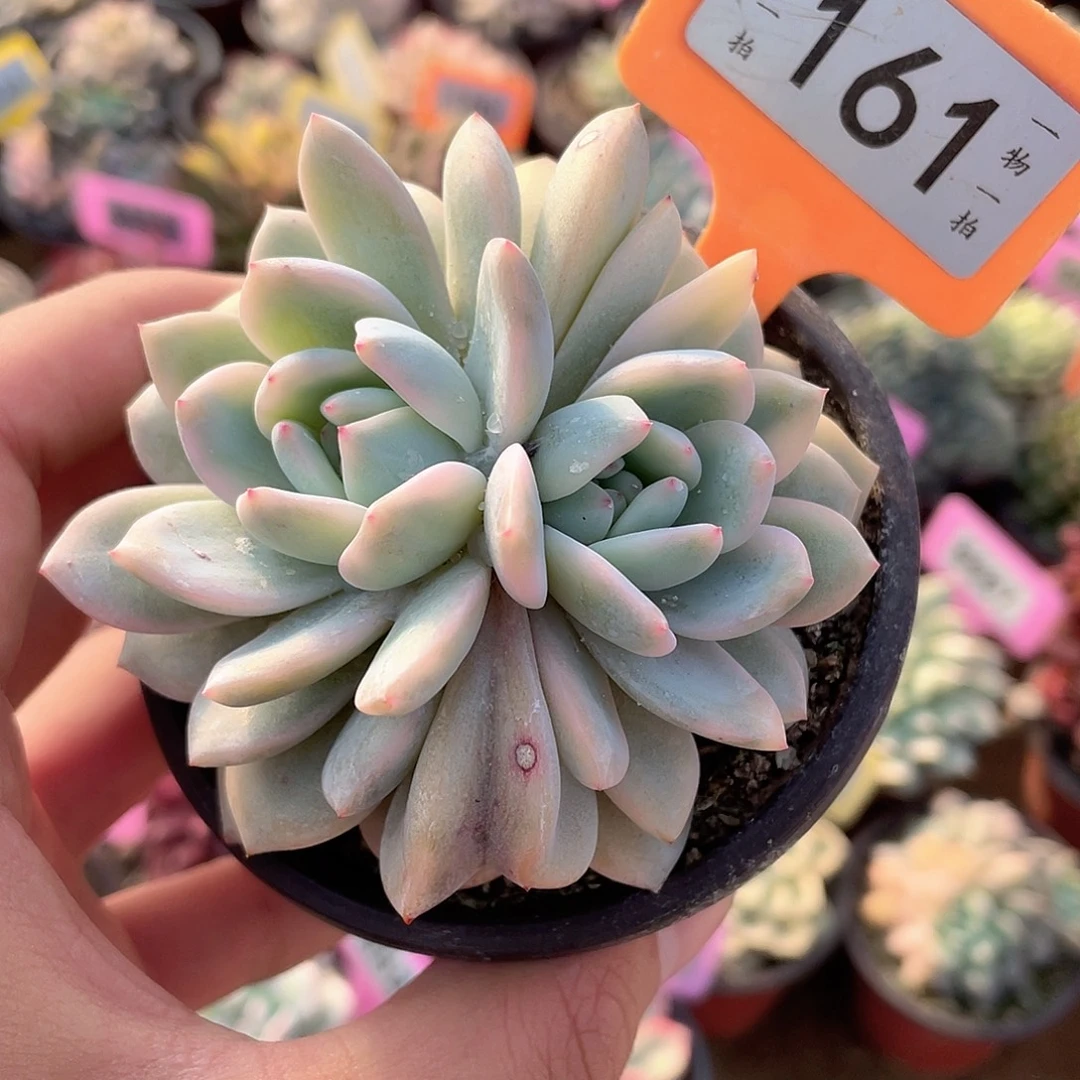 梦露锦双头161号多肉