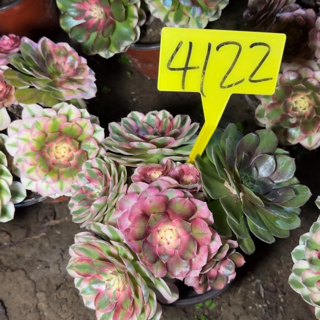 4122+-+荔枝多肉植物