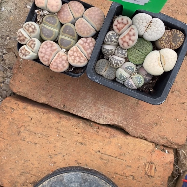 秋***哥生石花等植物的生长618