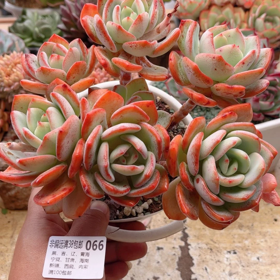 066白月光德华多肉