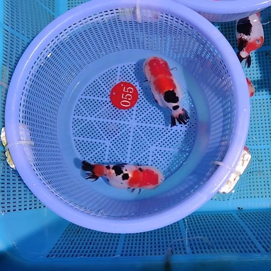 金鱼055兰寿两只特价顺丰包邮