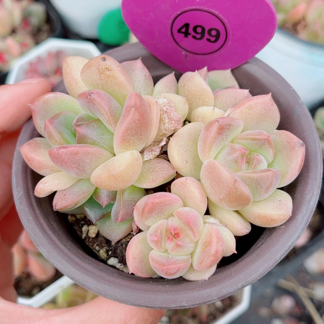 499号小老桩珍妮群