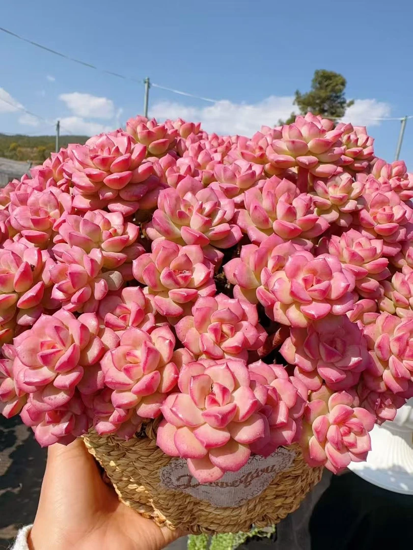 X甜心玫瑰爱格里斯+草编蓝 云南基地直发 绿植盆栽 带盆带土