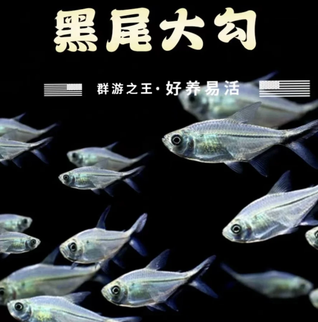 黑尾大勾群游观赏鱼小型热带鱼草缸小型活体淡水鱼好养白云耐活