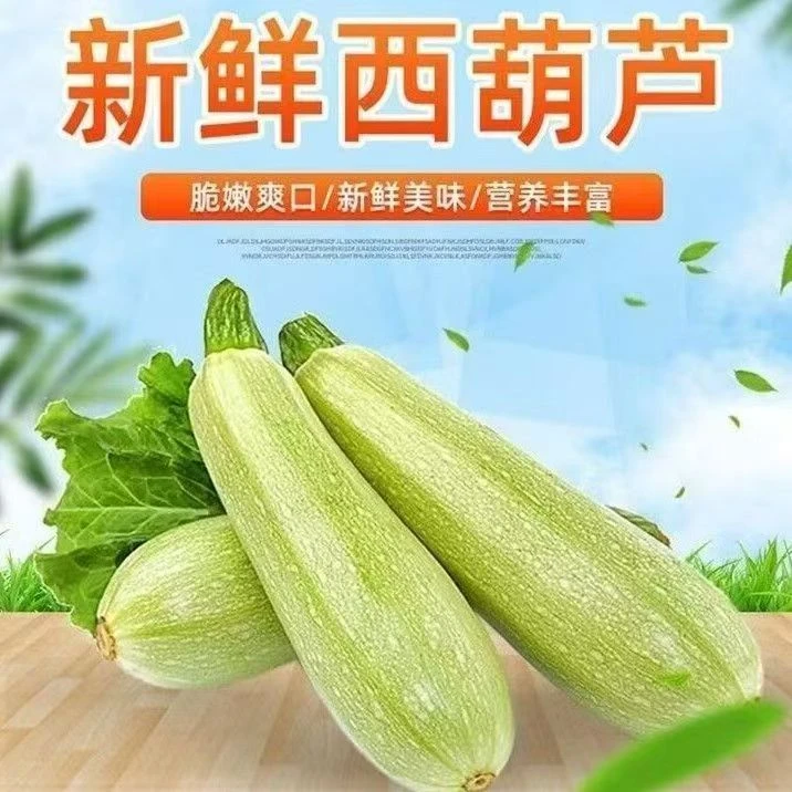 现摘西葫芦茭瓜三月农家番瓜当季自种蔬菜小瓜新鲜水果