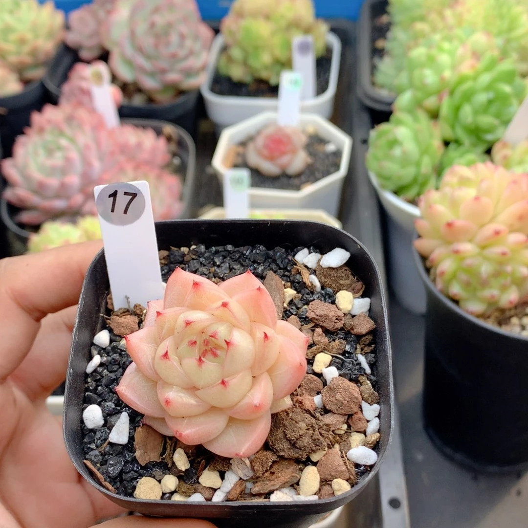 58包邮  群生不包整17